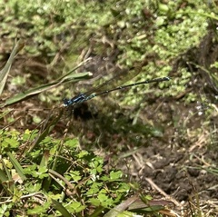 Austrolestes colensonis