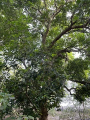 Xylocarpus granatum