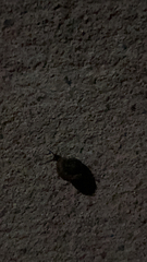 Zachrysia provisoria