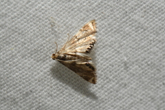 Eoparargyractis plevie