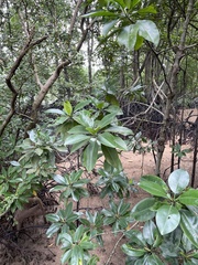 Rhizophora apiculata