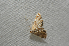 Eoparargyractis plevie