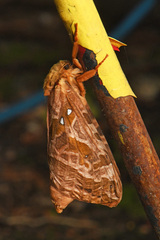 Sthenopis purpurascens