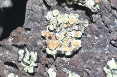 Rhizoplaca chrysoleuca