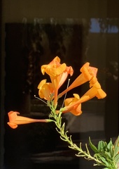 Anisacanthus thurberi