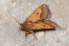 Pyrrhia umbra