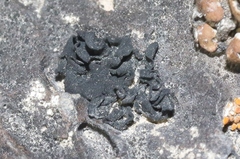 Lichinaceae
