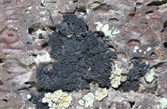 Lichinaceae