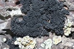Lichinaceae