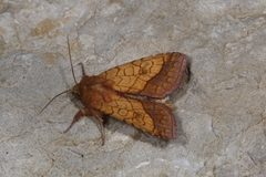 Pyrrhia umbra