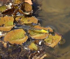 Ischnura pruinescens