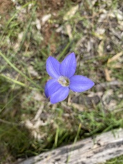 Wahlenbergia