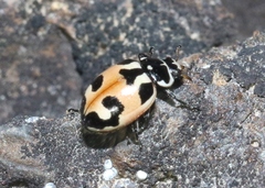 Hippodamia apicalis