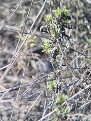 Polioptila californica