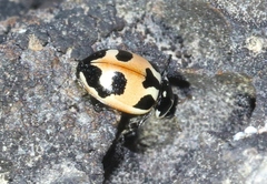 Hippodamia apicalis