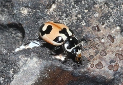 Hippodamia apicalis