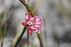 Erica gysbertii