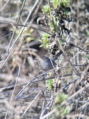 Polioptila californica