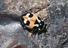 Hippodamia apicalis