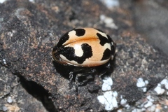 Hippodamia apicalis