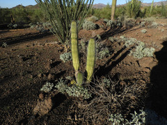 Stenocereus thurberi