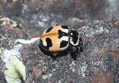 Hippodamia apicalis