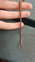 Phasmatini