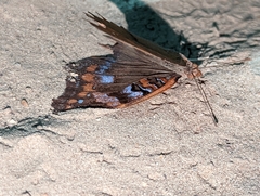 Nymphalinae