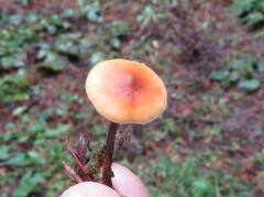 Heimiomyces fulvipes