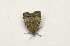 Choreutis diana