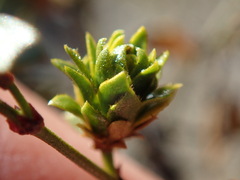 Asphondylia rosetta