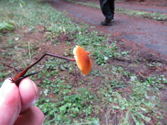 Heimiomyces fulvipes