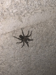 Kukulcania