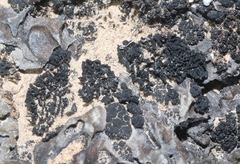Lichinaceae