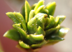 Asphondylia rosetta