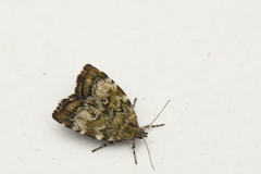 Choreutis diana