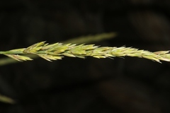Leymus cinereus