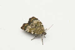 Choreutis diana