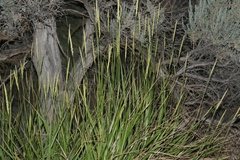 Leymus cinereus