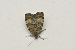 Choreutis diana