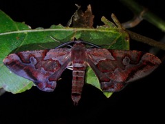 Hypochrosis binexata