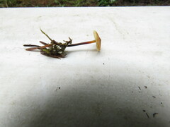 Heimiomyces fulvipes