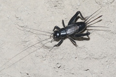 Gryllus leei