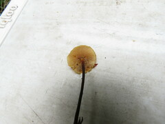 Heimiomyces fulvipes