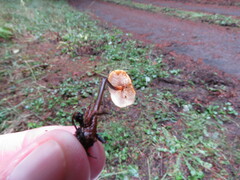 Heimiomyces fulvipes