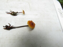 Heimiomyces fulvipes