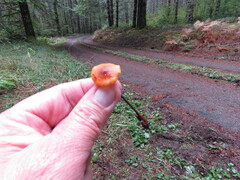 Heimiomyces fulvipes