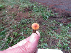 Heimiomyces fulvipes