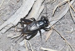 Gryllus leei