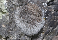 Grimmia laevigata